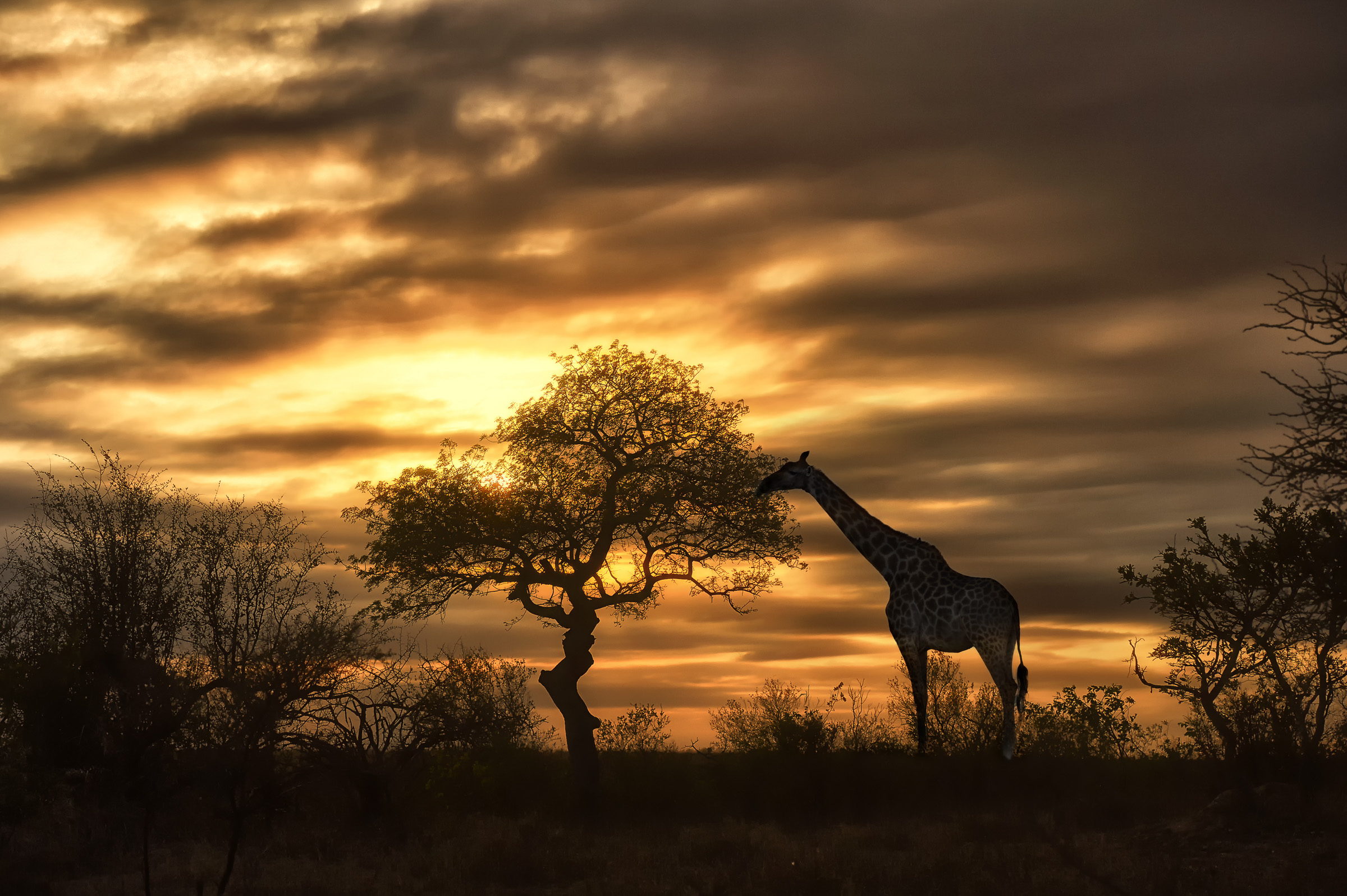 african giraffe walking in sunset